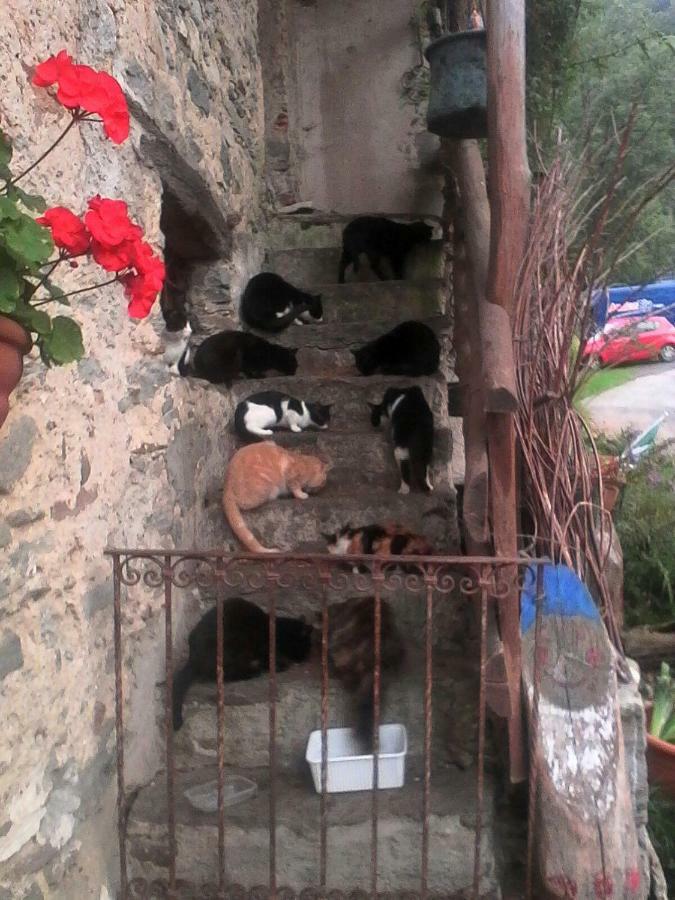 B&B Il Gatto Nero Castelveccana Eksteriør billede