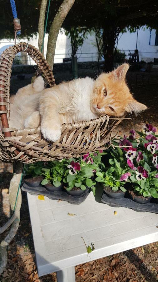B&B Il Gatto Nero Castelveccana Eksteriør billede